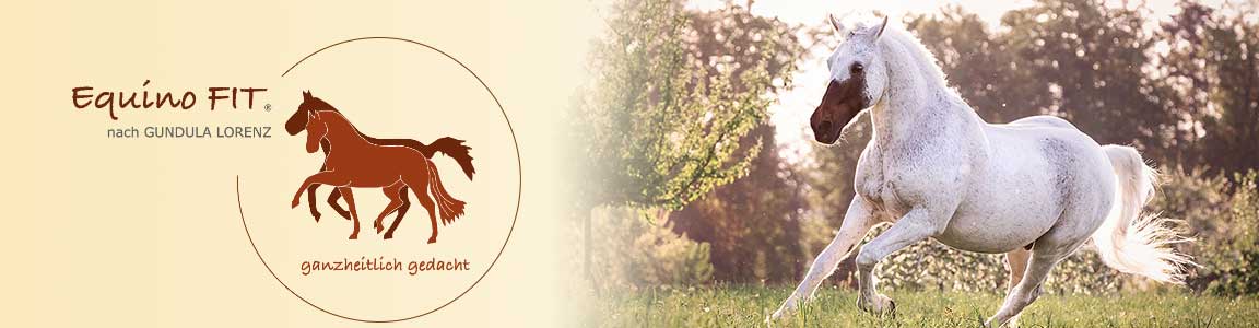 Gundula's Pferd Chicco